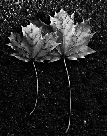 Photography titled "Two Maple Leafs" by Bavosi Photoart, Original Artwork, Digital Photography
