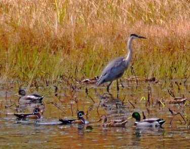 Photography titled "Blue Heron and Ducks" by Bavosi Photoart, Original Artwork, Digital Photography