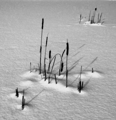 Fotografia intitulada "Cattails In Winter" por Bavosi Photoart, Obras de arte originais, Fotografia digital