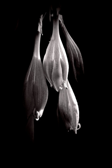 Photography titled "Hosta Blossoms" by Bavosi Photoart, Original Artwork, Digital Photography