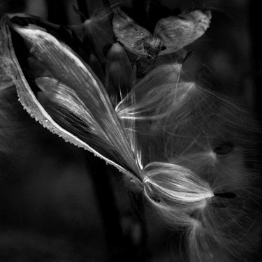 Photographie intitulée "Milkweed IV" par Bavosi Photoart, Œuvre d'art originale, Photographie numérique