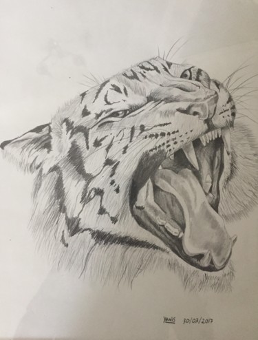 Drawing titled "Tiger" by Yanis, Original Artwork, Pencil