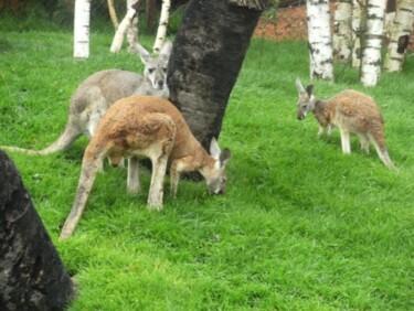 Photography titled "Pairi Daiza - anima…" by Benoît Laval, Original Artwork