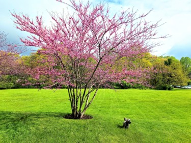 Photography titled "Kash and His Tree" by Bernard Best, Original Artwork, Digital Photography