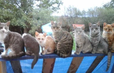 Fotografia intitolato "CHATS DE LA CAMPAGNE" da Sam De Beauregard, Opera d'arte originale, Fotografia non manipolata