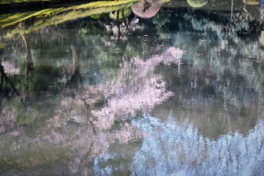 Photographie intitulée "les cerisiers sont…" par Bernard Levy, Œuvre d'art originale, Photographie numérique