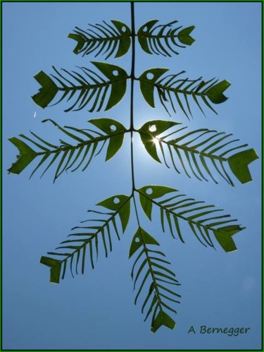 Photographie intitulée "Poissons feuilles" par Alain Bernegger, Œuvre d'art originale