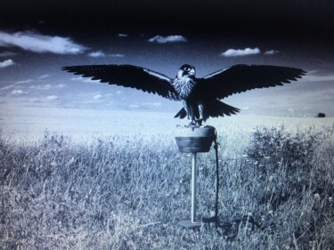 Collagen mit dem Titel "Falcon" von Bernie Spielmann, Original-Kunstwerk, Digitale Fotografie