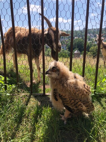 Коллажи под названием "Uhu..antonia&esmera…" - Bernie Spielmann, Подлинное произведение искусства, Акрил