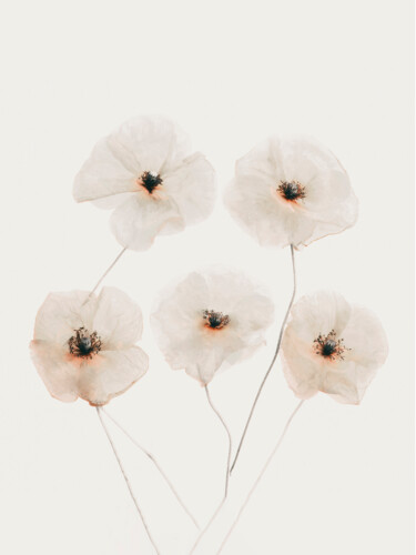 Fotografía titulada "Beige Poppy Flowers" por Bilge Paksoylu, Obra de arte original, Fotografía digital