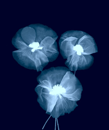 「Blue Poppies Photog…」というタイトルの写真撮影 Bilge Paksoyluによって, オリジナルのアートワーク, デジタル
