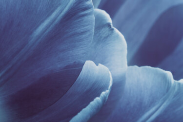 「Blue Macro Petals 2」というタイトルの写真撮影 Bilge Paksoyluによって, オリジナルのアートワーク, デジタル