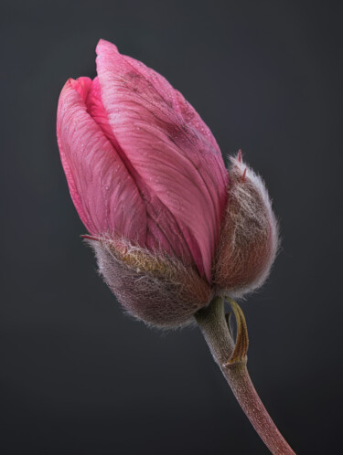 Digitale Kunst mit dem Titel "Single Magnolia" von Bilge Paksoylu, Original-Kunstwerk, KI-generiertes Bild