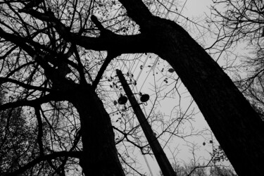 Photography titled "Branches" by Andrii Bilonozhko, Original Artwork, Digital Photography