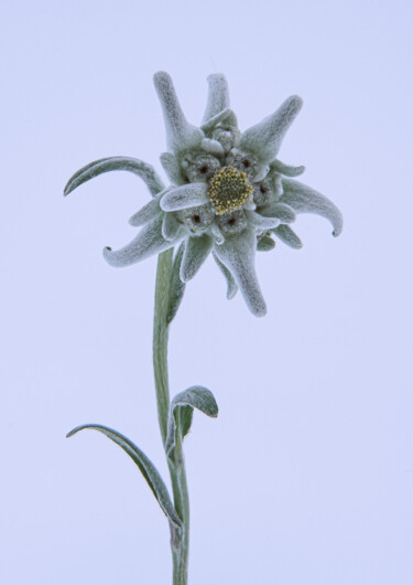 Photographie intitulée "L'ETOILE D'ARGENT" par Blaise Lavenex, Œuvre d'art originale, Photographie non manipulée