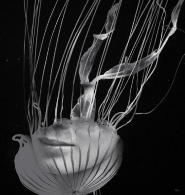 Photography titled "Jellyfish" by Bojan Jevtic, Original Artwork, Digital Photography