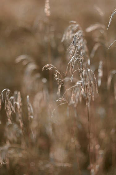 Photography titled "Осеннее поле" by Ekaterina Bokova, Original Artwork, Digital Photography