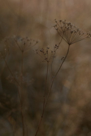 Fotografia intitulada "Осенее забвение" por Ekaterina Bokova, Obras de arte originais, Fotografia digital