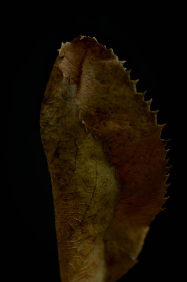 Fotografia intitolato "leaf of tree" da Ekaterina Bokova, Opera d'arte originale, Fotografia digitale