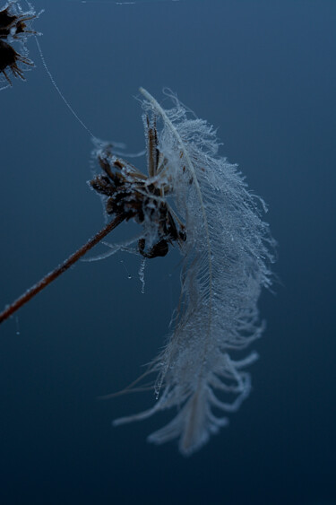 "feather in the fog" başlıklı Fotoğraf Ekaterina Bokova tarafından, Orijinal sanat, Dijital Fotoğrafçılık