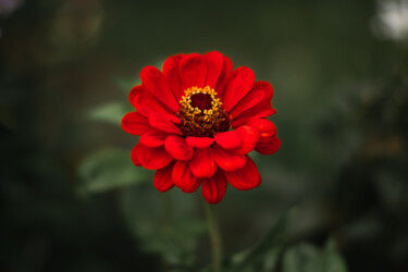 Fotografie mit dem Titel "Red flower" von Boris Belkania, Original-Kunstwerk, Digitale Fotografie