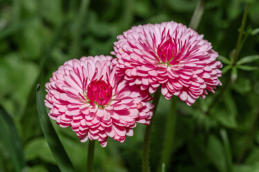 Fotografie mit dem Titel "pink flowers" von Boris Belkania, Original-Kunstwerk, Digitale Fotografie