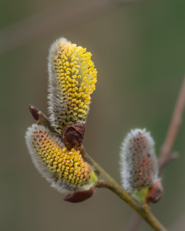 Fotografía titulada "blooming willow 2" por Boris Belkania, Obra de arte original, Fotografía digital