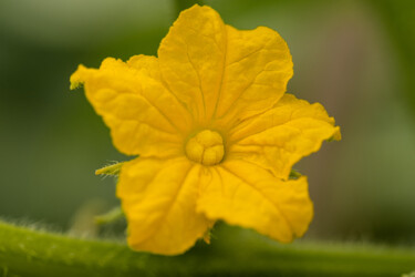 Fotografie getiteld "yellow flower" door Boris Belkania, Origineel Kunstwerk, Digitale fotografie