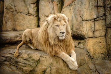 Fotografia intitulada "Lion" por Boris Belkania, Obras de arte originais, Fotografia digital