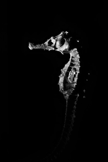 Fotografia intitulada "Sea dweller" por Jgc Braticius, Obras de arte originais, Fotografia digital