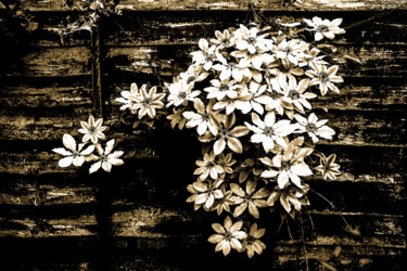 "Late spring blossom…" başlıklı Fotoğraf Jgc Braticius tarafından, Orijinal sanat, Dijital Fotoğrafçılık