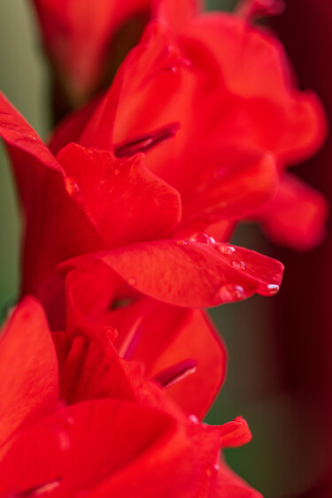 Fotografía titulada "Les fleurs rouges" por Brigitte Marcotte, Obra de arte original, Fotografía manipulada