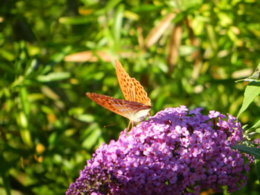 Photography titled "Papillon orange à t…" by Brigitte Mathé (MBL), Original Artwork