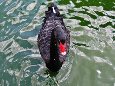 Φωτογραφία με τίτλο "Black Swan" από Brigitte Mathé (MBL), Αυθεντικά έργα τέχνης