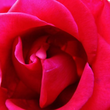 Photographie intitulée "Coeur de Rose 3" par Brigitte Mathé (MBL), Œuvre d'art originale