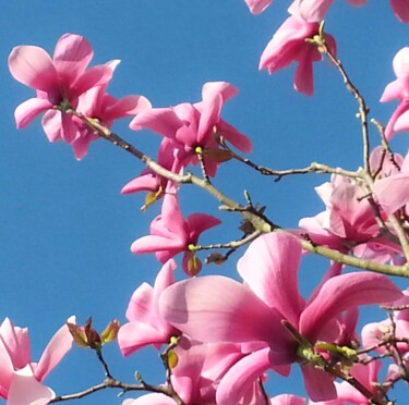 Фотография под названием "Spring comes again 9" - Brigitte Mathé (MBL), Подлинное произведение искусства