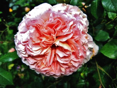Fotografia intitolato "Rose anglaise 12" da Brigitte Mathé (MBL), Opera d'arte originale