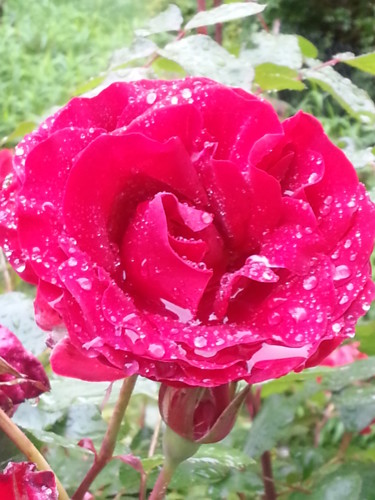 Photography titled "Rose après la pluie…" by Brigitte Mathé (MBL), Original Artwork