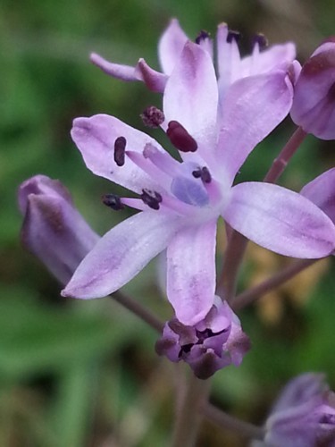 Photography titled "Fleur du Causse" by Brigitte Mathé (MBL), Original Artwork