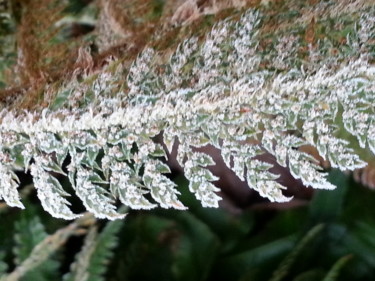 "Givre et Nature 4,…" başlıklı Fotoğraf Brigitte Mathé (MBL) tarafından, Orijinal sanat