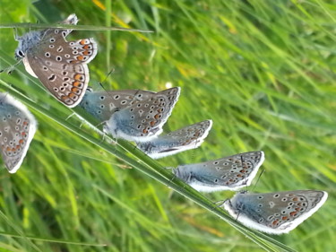 Photographie intitulée "Papillons Argus en…" par Brigitte Mathé (MBL), Œuvre d'art originale