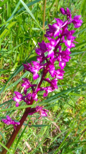 Fotografia intitulada "Orchidée tachetée" por Brigitte Mathé (MBL), Obras de arte originais