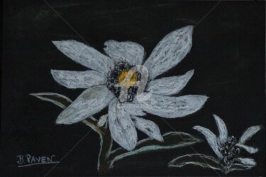 Drawing titled "Edelweiss" by Brigitte Payen (B.PAYEN), Original Artwork, Pastel