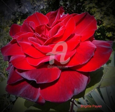 Fotografía titulada "Rose rouge velour" por Brigitte Payen (B.PAYEN), Obra de arte original, Fotografía digital