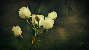 Φωτογραφία με τίτλο "The White Rose of G…" από Dave English, Αυθεντικά έργα τέχνης, Ψηφιακή φωτογραφία