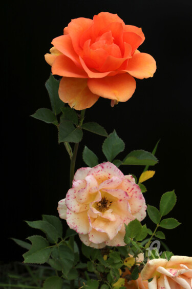 摄影 标题为“Rose hybride” 由Bruno Bisanti, 原创艺术品, 数码摄影