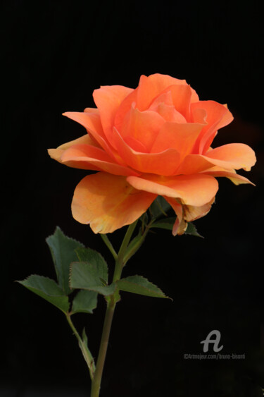 Photographie intitulée "Rose orange" par Bruno Bisanti, Œuvre d'art originale, Photographie numérique