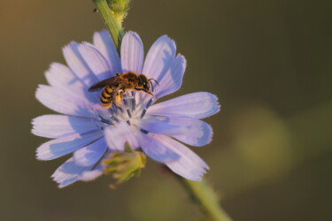 摄影 标题为“POLLEN ABEILLE” 由Bruno Hertzog, 原创艺术品, 非操纵摄影