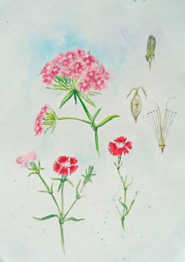 Drawing titled "Flower anatomy" by By Tata, Original Artwork, Watercolor