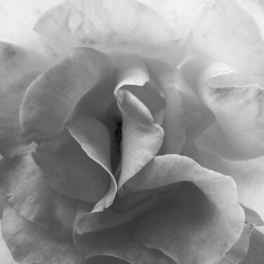 Photography titled "Le sexe de la rose" by Camille R., Original Artwork, Non Manipulated Photography
